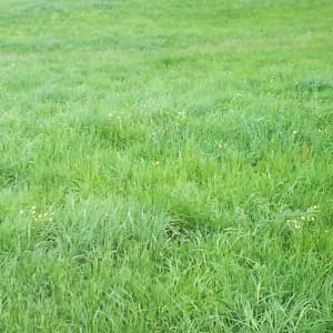 Einrichten und Wohnen - Die mobile Einrichtungs- und Wohnberatung: Projekte, Outdoorgestaltung: Garten- und Grünraumgestaltung